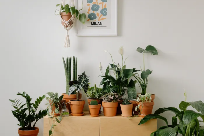 Choosing a Simple Setup for Houseplant Styling
