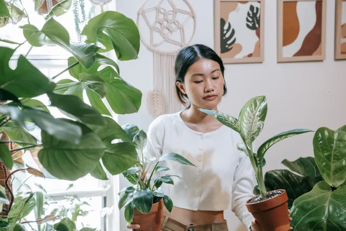 Keeping Notes About Your Houseplant Styling Progress
